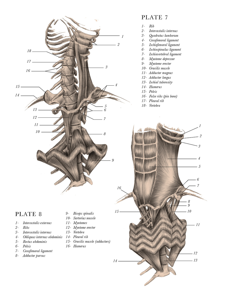 Illustration for article titled Mythological creatures are cooler when they're anatomically correct